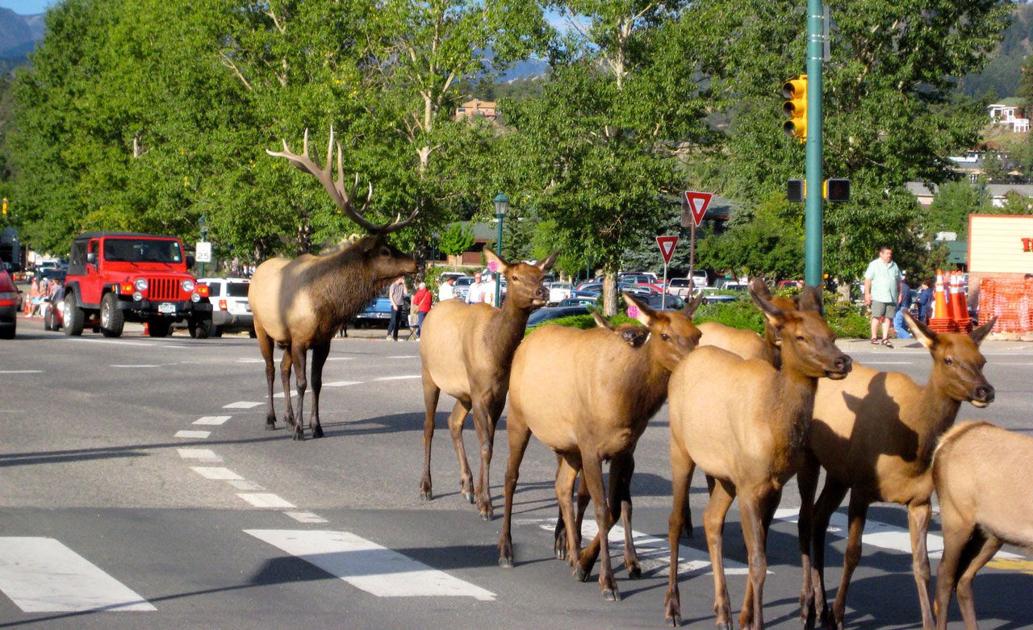 Wildlife On The Move! | Estes Valley Spotlight | estesparknews.com