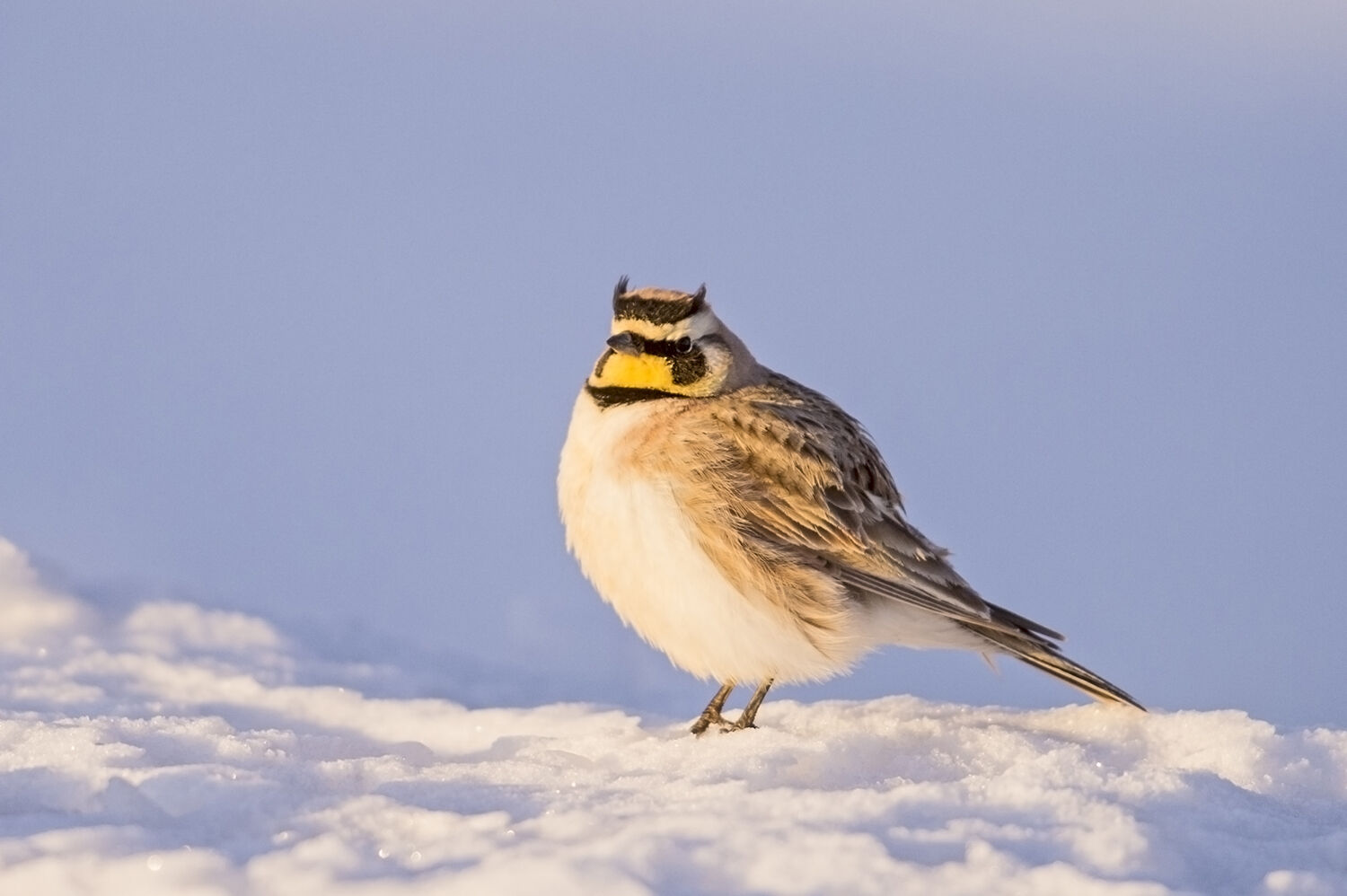 Five Fun Facts About…The Horned Lark | Estes Valley Spotlight