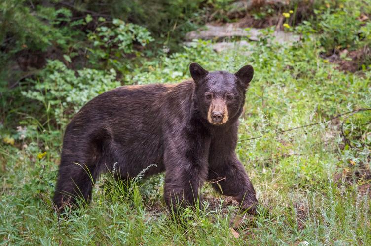 Black Bear in Rocky Mountain National Park