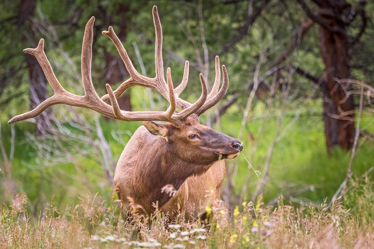 majestic elk antlers