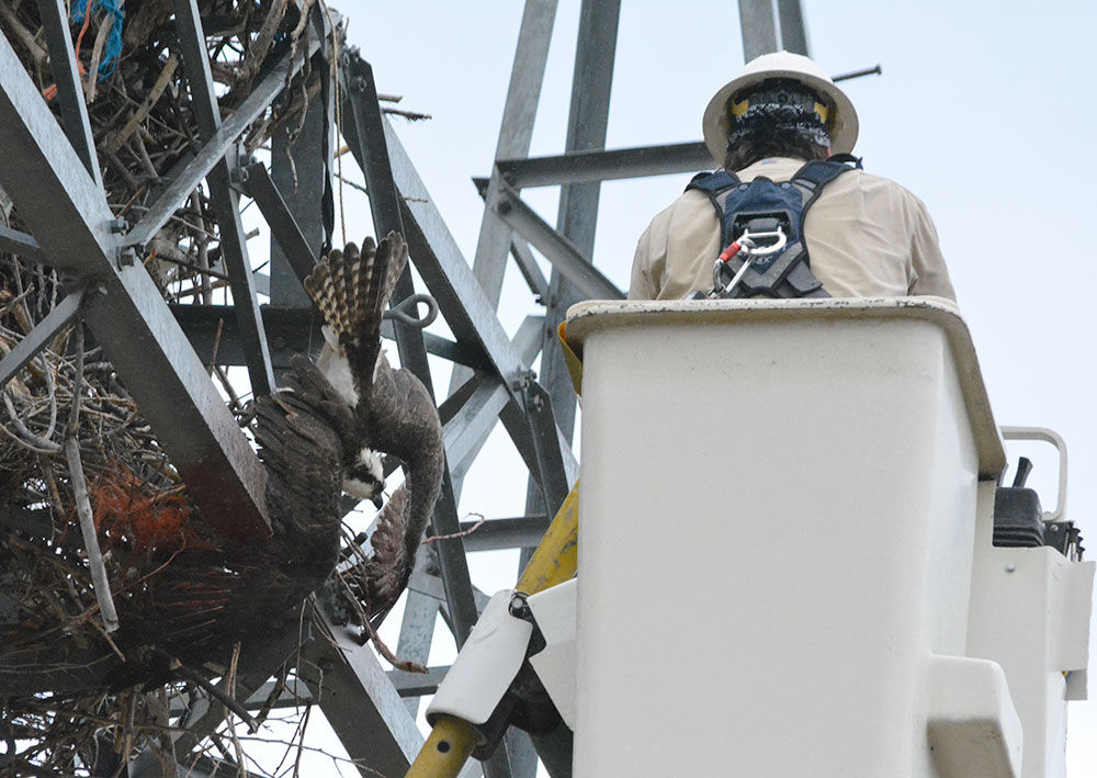 Osprey Rescue, May 2015