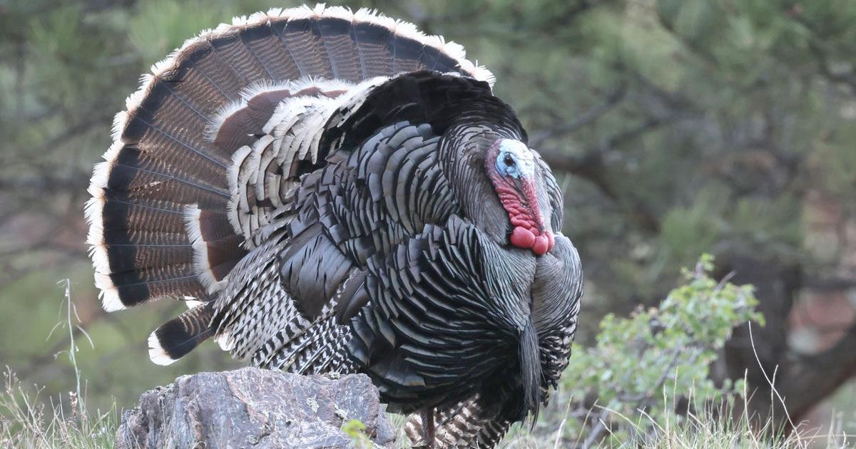 Turkey For Thanksgiving