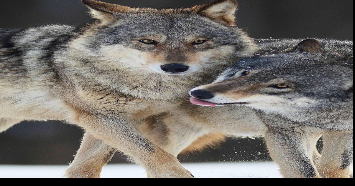 From Myth To Reality: Wolves In Modern Ecosystems Symposium | Estes ...