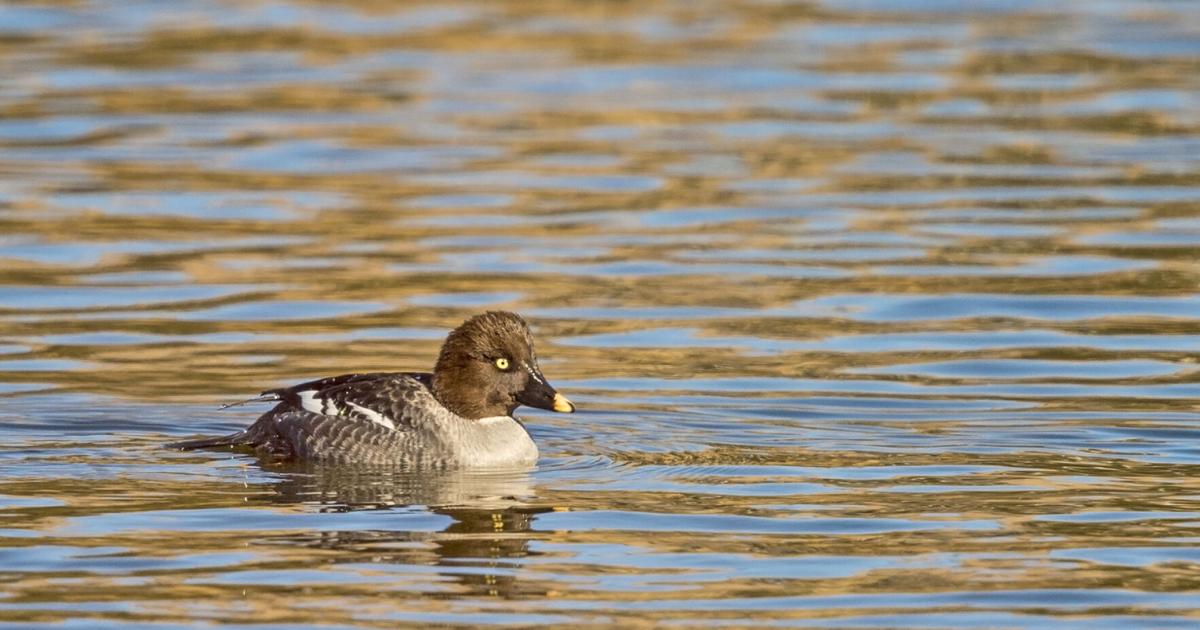 Triangle Duck Five Fun Facts About… The Common Goldeneye | Estes Valley Spotlight ...