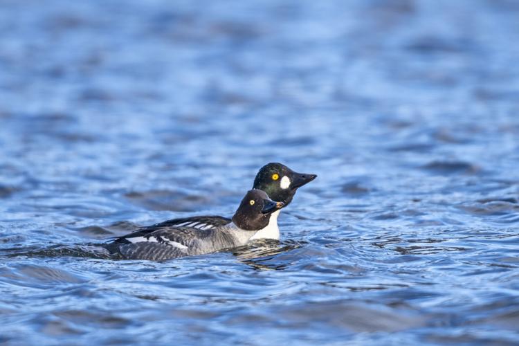 Goldeneye Duck Facts