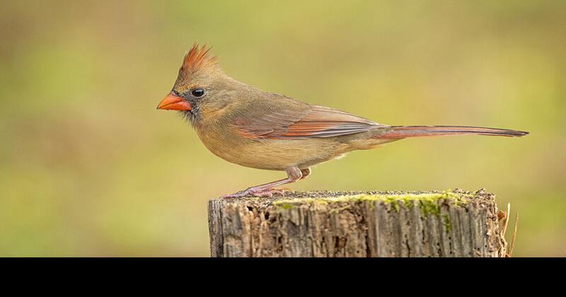 The NORTHERN CARDINAL  10 FACTS about them 