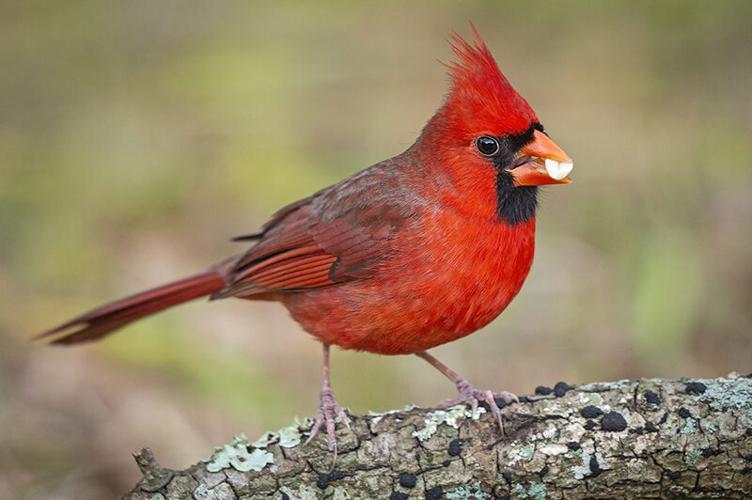 The NORTHERN CARDINAL  10 FACTS about them 