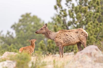 Cpw Is Urging Awareness Of Aggressive Cow Elk In Estes Park Following ...