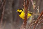 Hooded_warbler_EP_2021_1