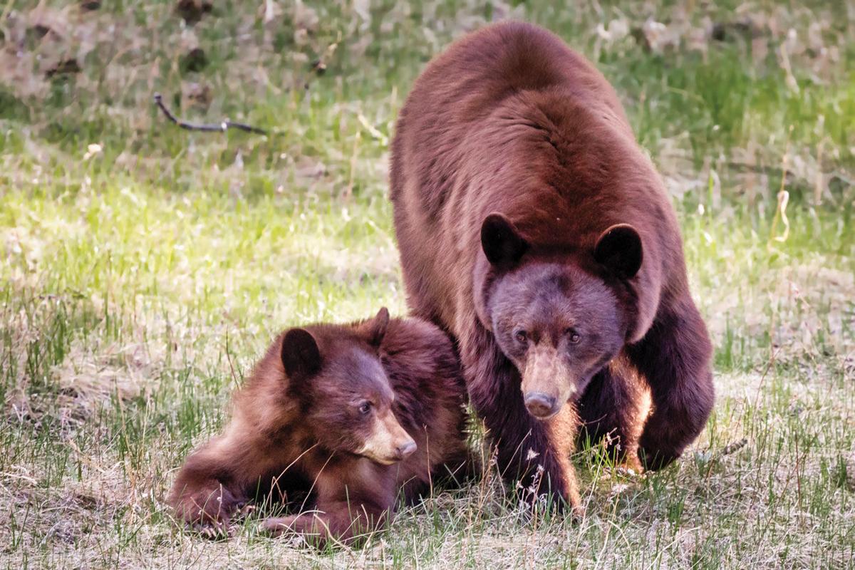28+ Is there bears in colorado