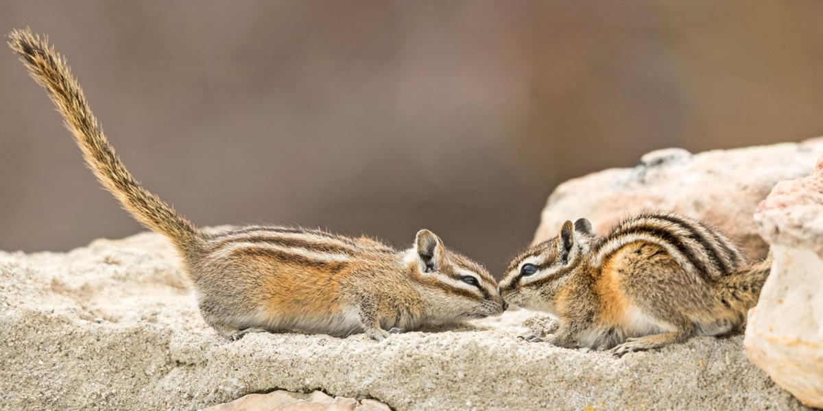 Five Fun Facts About... Chipmunks | Estes Valley Spotlight