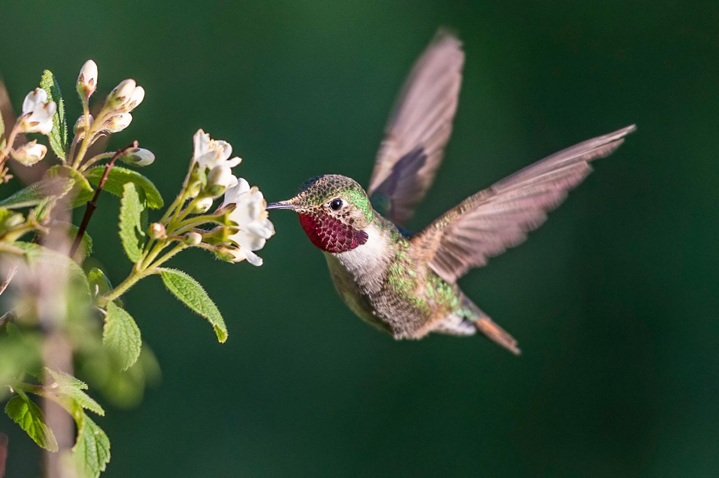 Five Fun Facts About… BroadTailed Hummingbirds Estes Valley