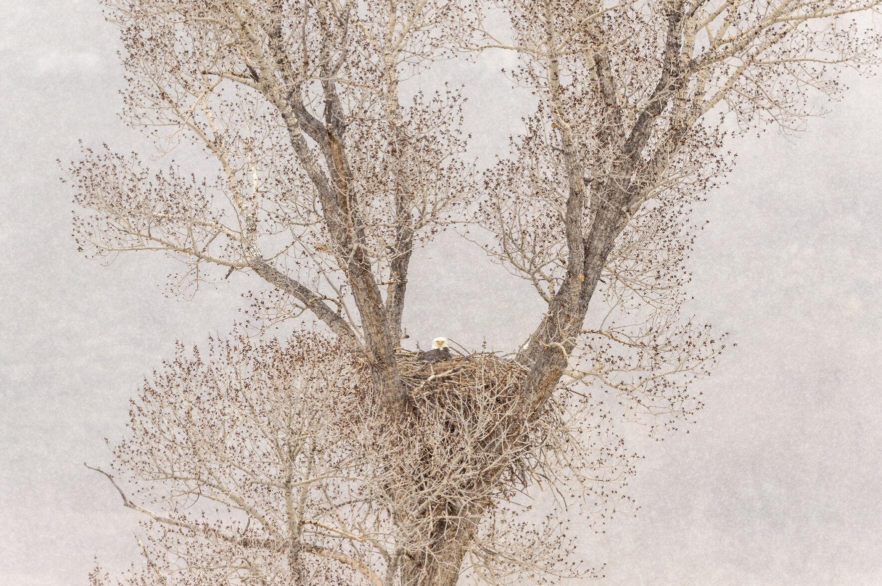 Five Fun Facts About… Bird Nests Estes Valley Spotlight