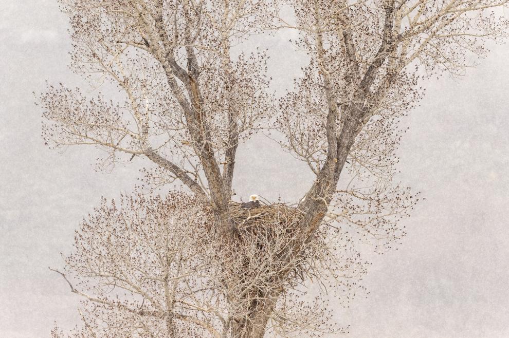 Five Fun Facts About… Bird Nests Estes Valley Spotlight