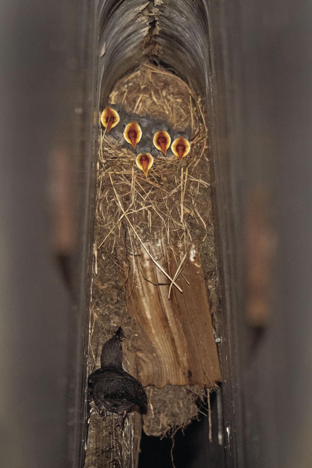 Five Fun Facts About… Bird Nests Estes Valley Spotlight