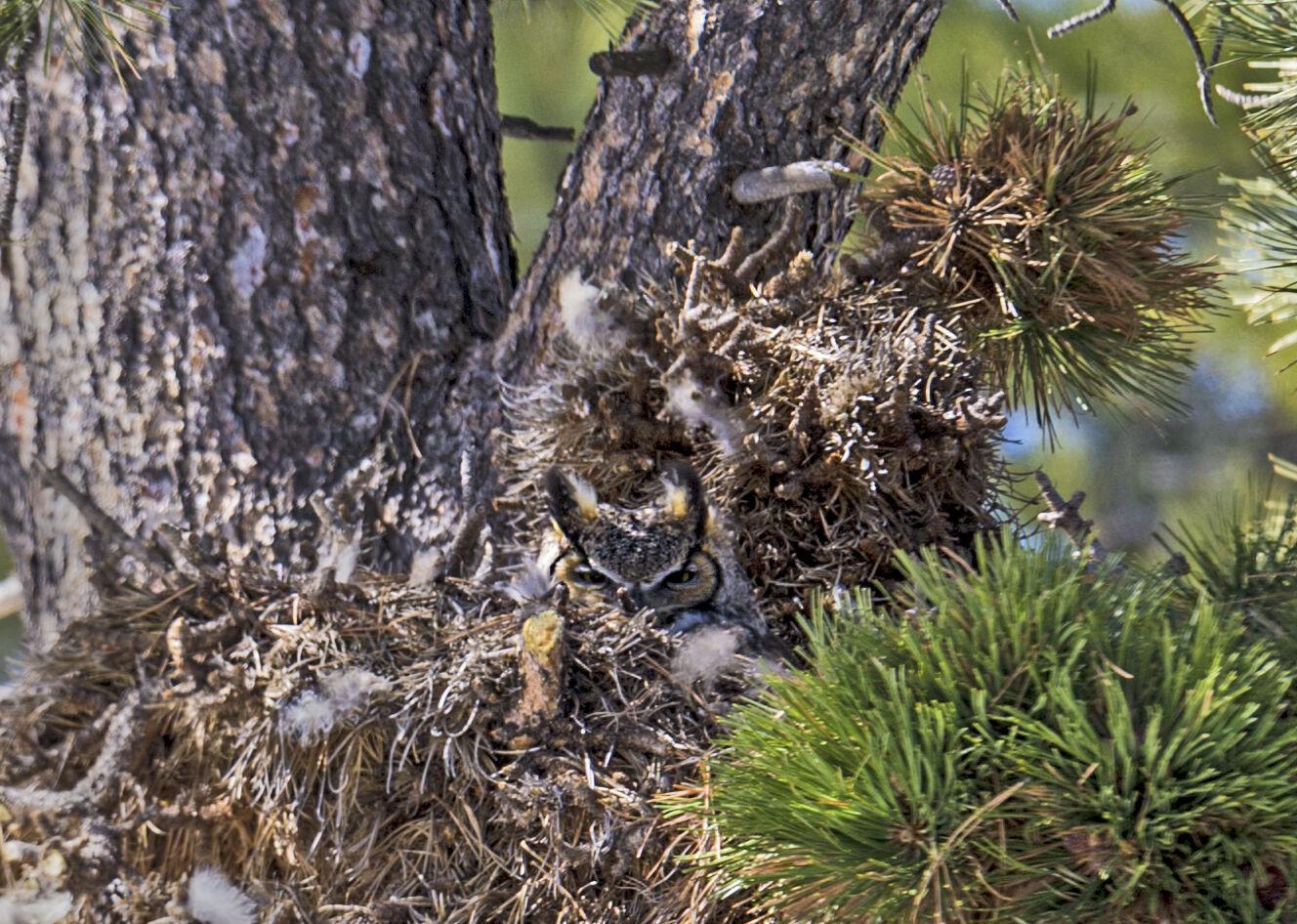 Five Fun Facts About… Bird Nests Estes Valley Spotlight