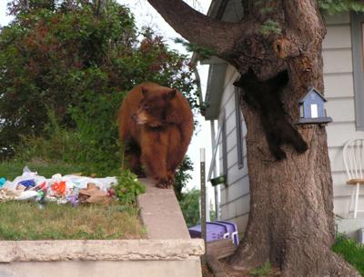 Bear Proofing Your Home Helps Protect Colorado S Bears Featured Articles Estesparknews Com