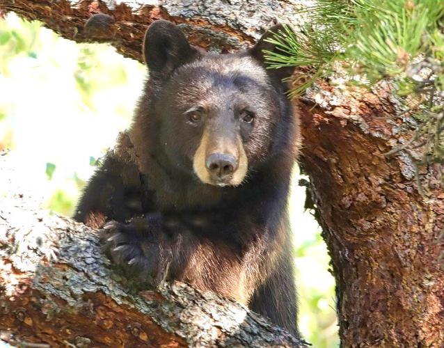Black Bears In Hyperphagia | Estes Valley Spotlight | estesparknews.com