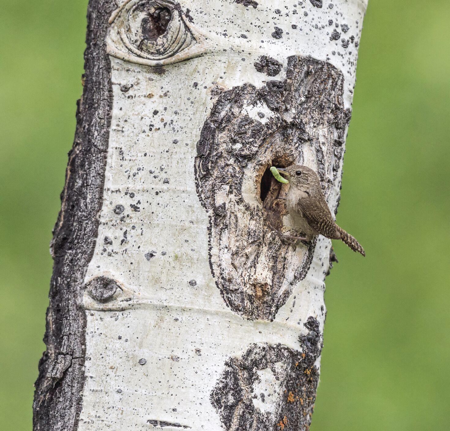 Five Fun Facts About… Bird Nests Estes Valley Spotlight