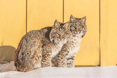 Five Fun Facts About Bobcats Estes Valley Spotlight Estesparknews Com