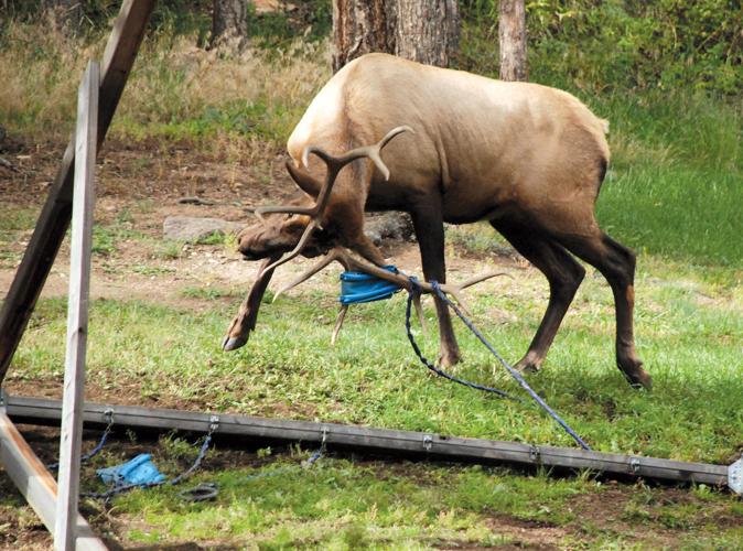 Elk Tangled in Swingset
