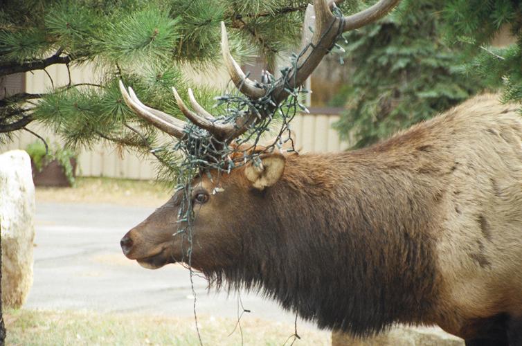 Elk Tangled in Lights