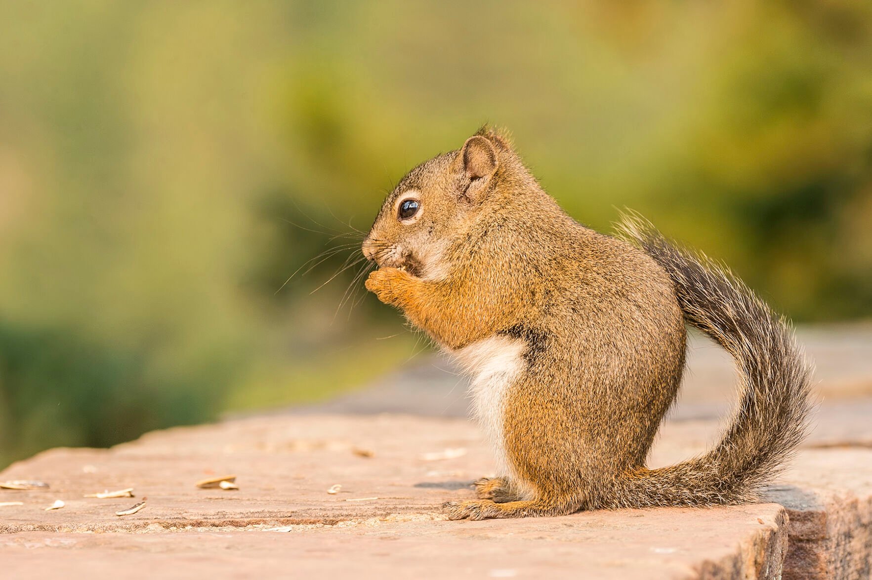 Five Fun Facts About… Pine Squirrels | Estes Valley Spotlight 
