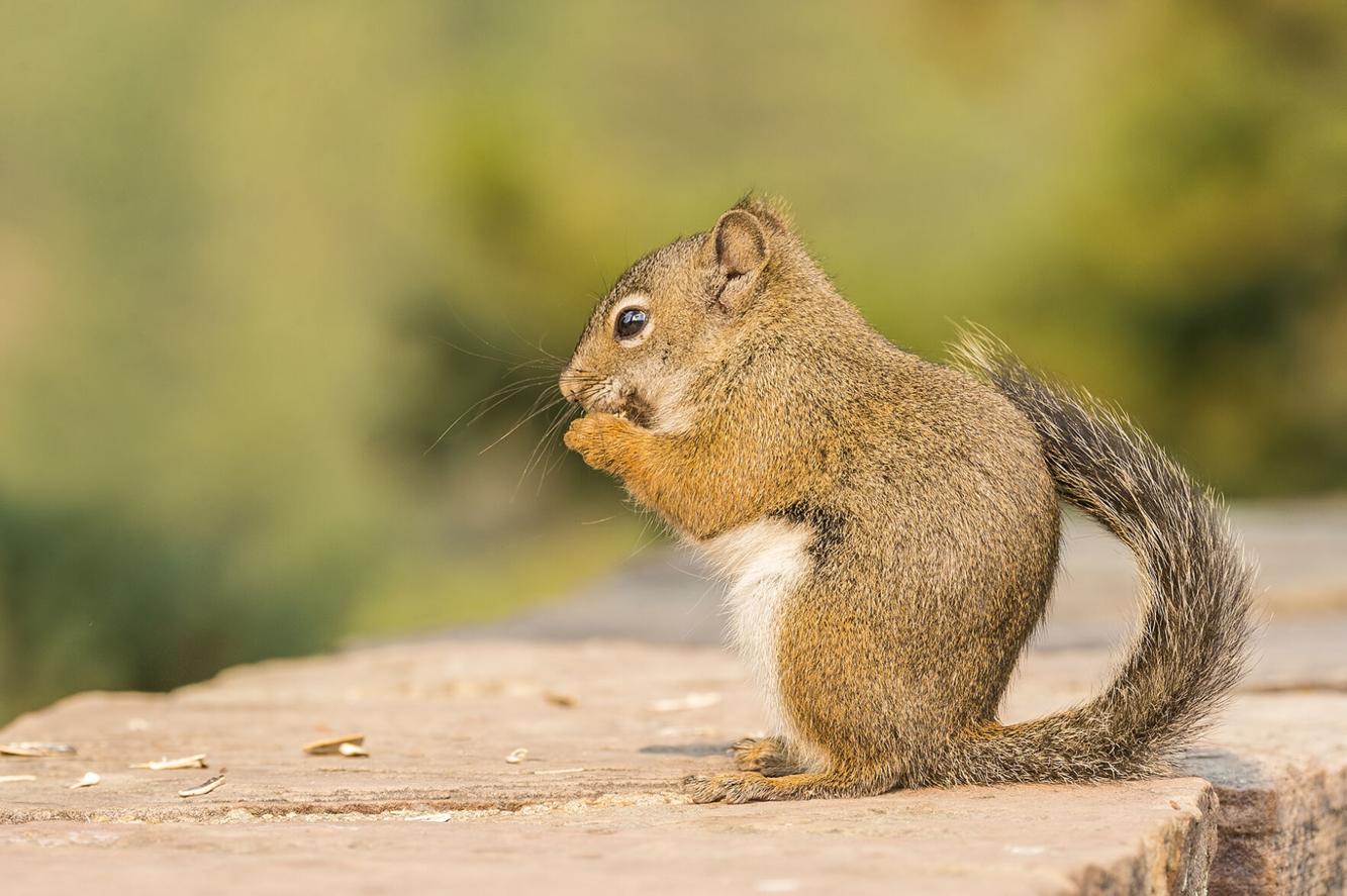 Five Fun Facts About… Pine Squirrels Estes Valley Spotlight