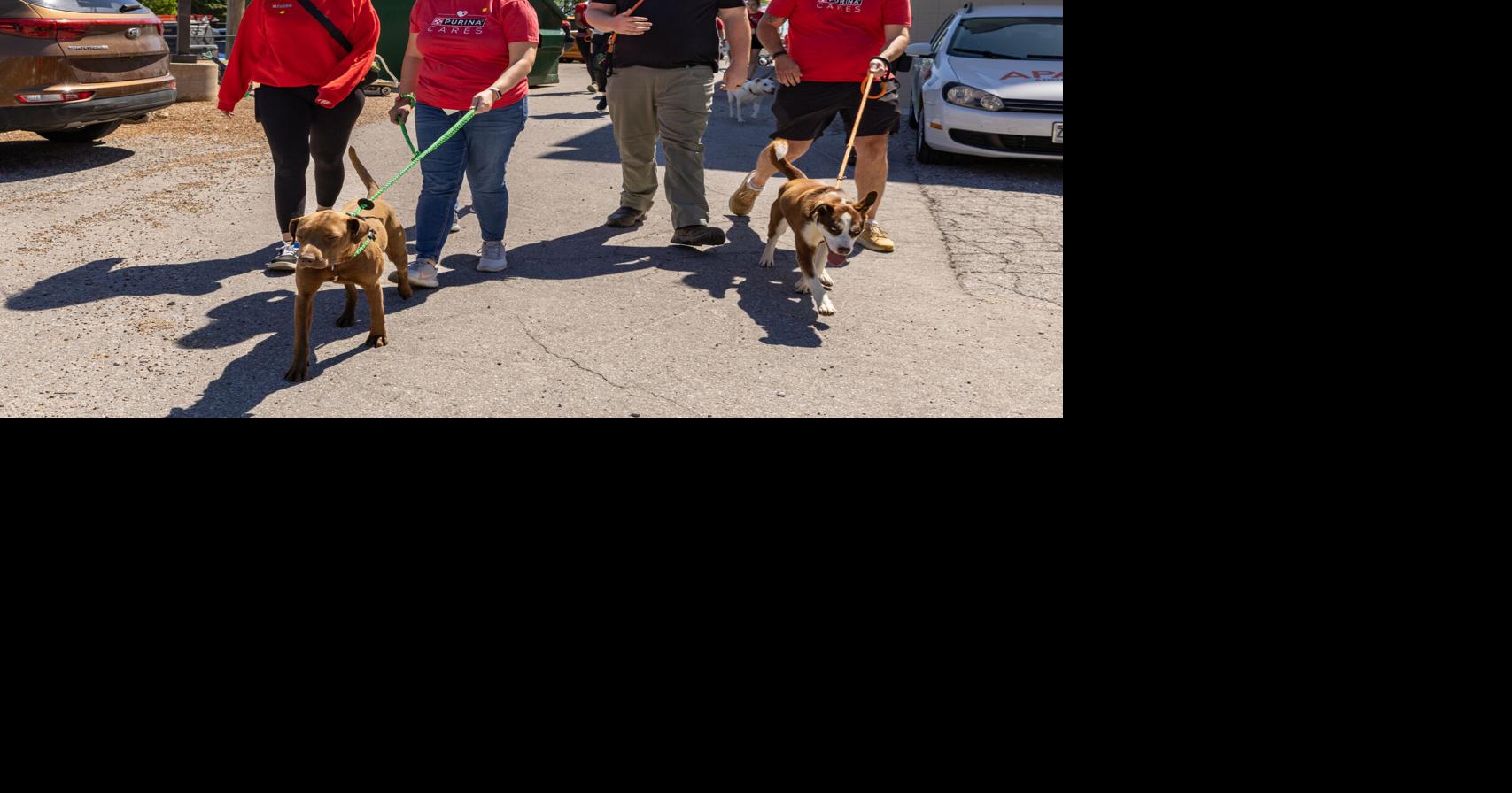 Purina Provides Over 30,000 Pounds of Food and Dedicates More Than 5,000 Volunteer Hours to Helping People and Pets in Need During 24th Purina Cares Day | Press Releases