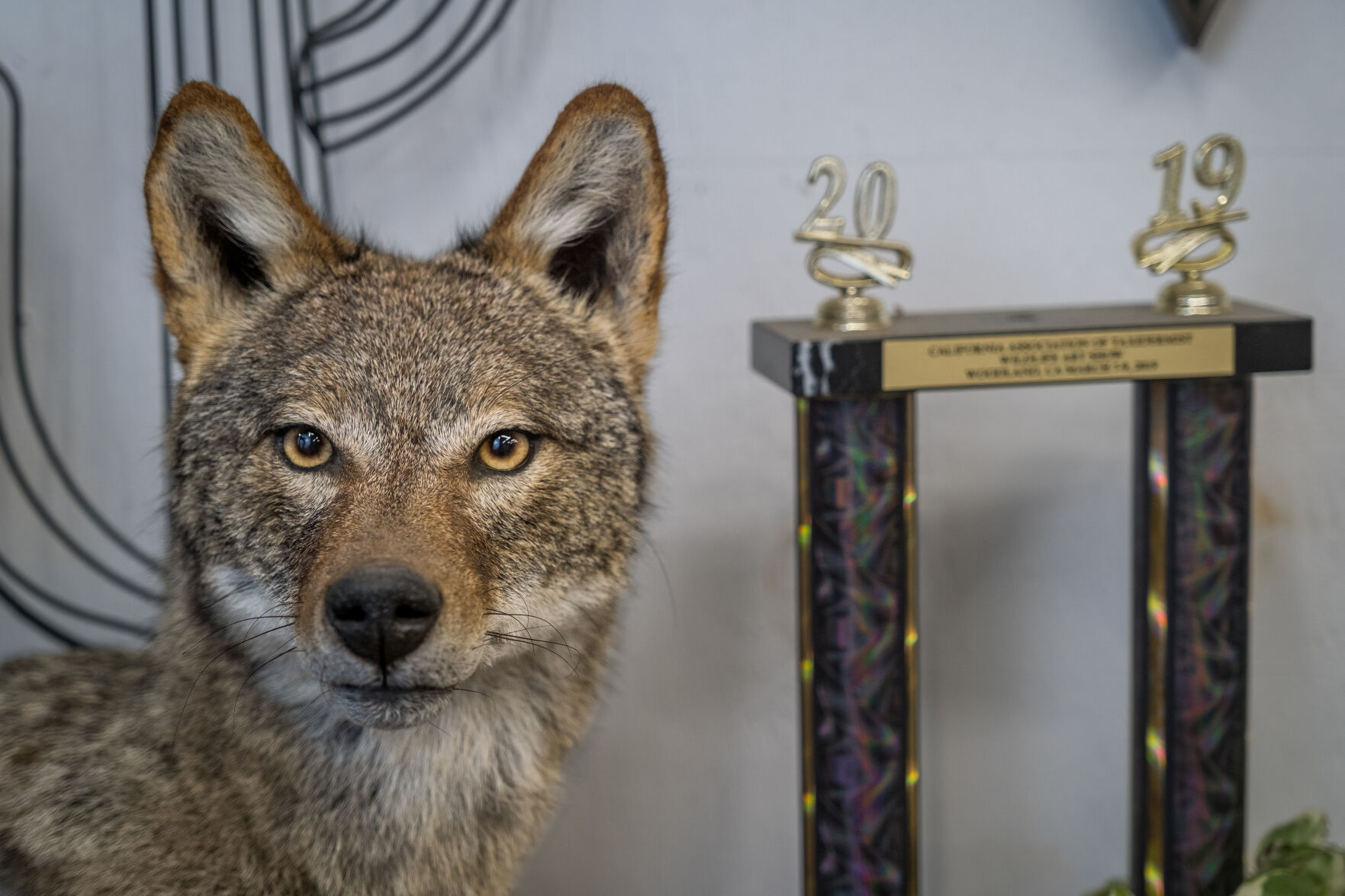 Vulnerably at Stake high quality TAXIDERMY PIECE