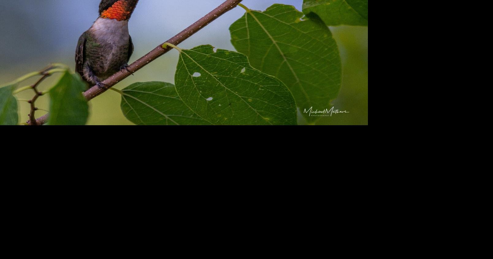 Lucifer Hummingbird Cap