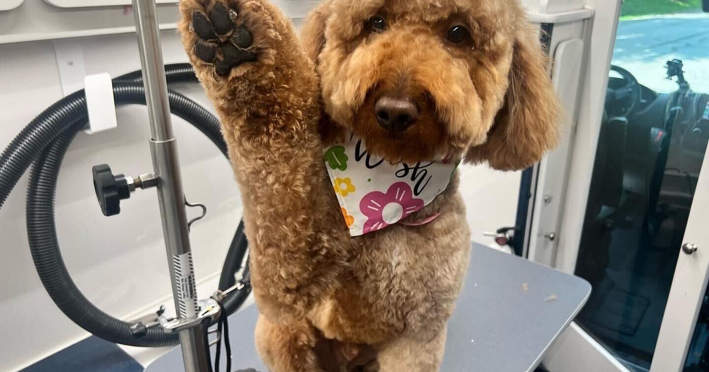 Paws in the Park is set for Saturday at Wolf Trap - Vimarsana News