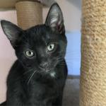 PetConnect Rescue - Holiday Fezziwig.png