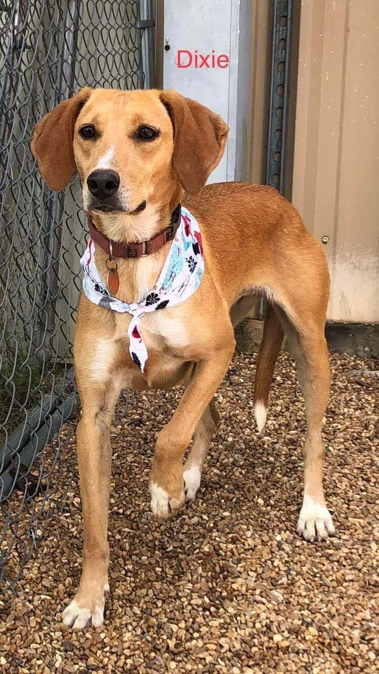 George Mason Dog Jersey