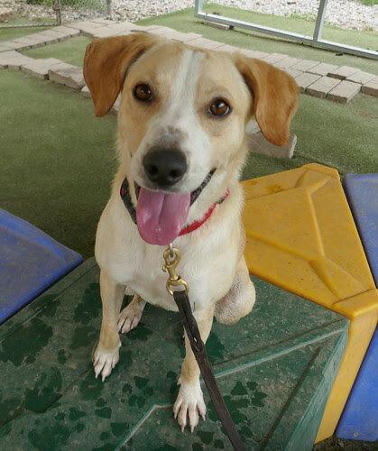 Hiking with your dog, paw 2 | Pets