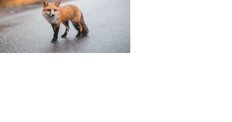 Residents frustrated over foxes killed after being trapped on school playground for being a 'nuisance' | Fairfax County - Vimarsana News