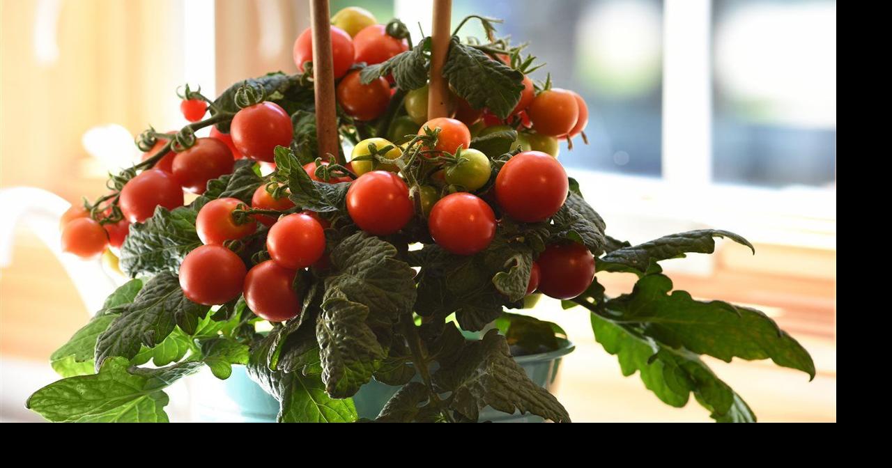 4 easy ideas to enhance your 2021 garden | Articles ...