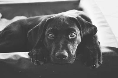 From The Dog S Paw Black Dog And Cat Syndrome Articles