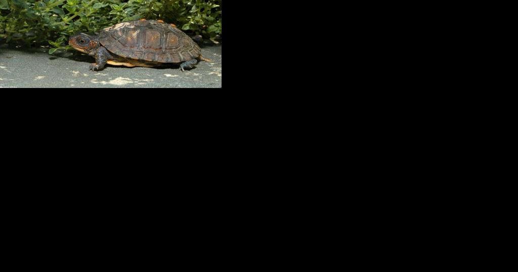 Do you have a 50-year plan for your pet turtle? - Vimarsana News
