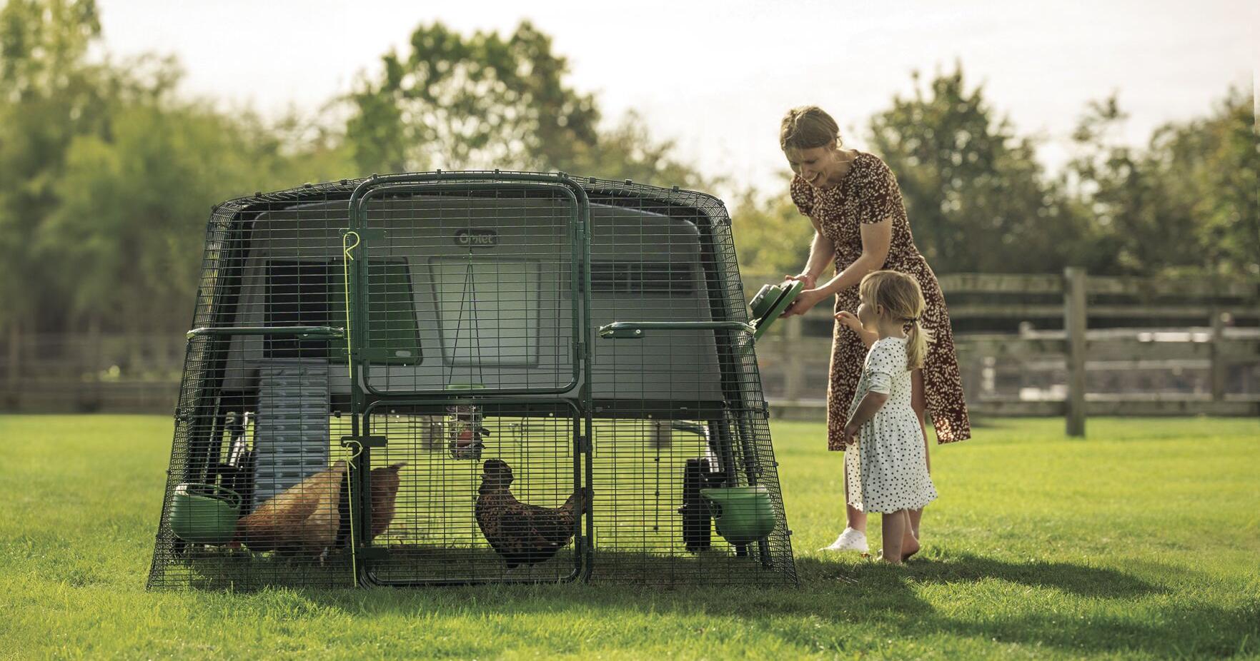 Caring for a feathered flock: raising chickens as pets - Vimarsana News