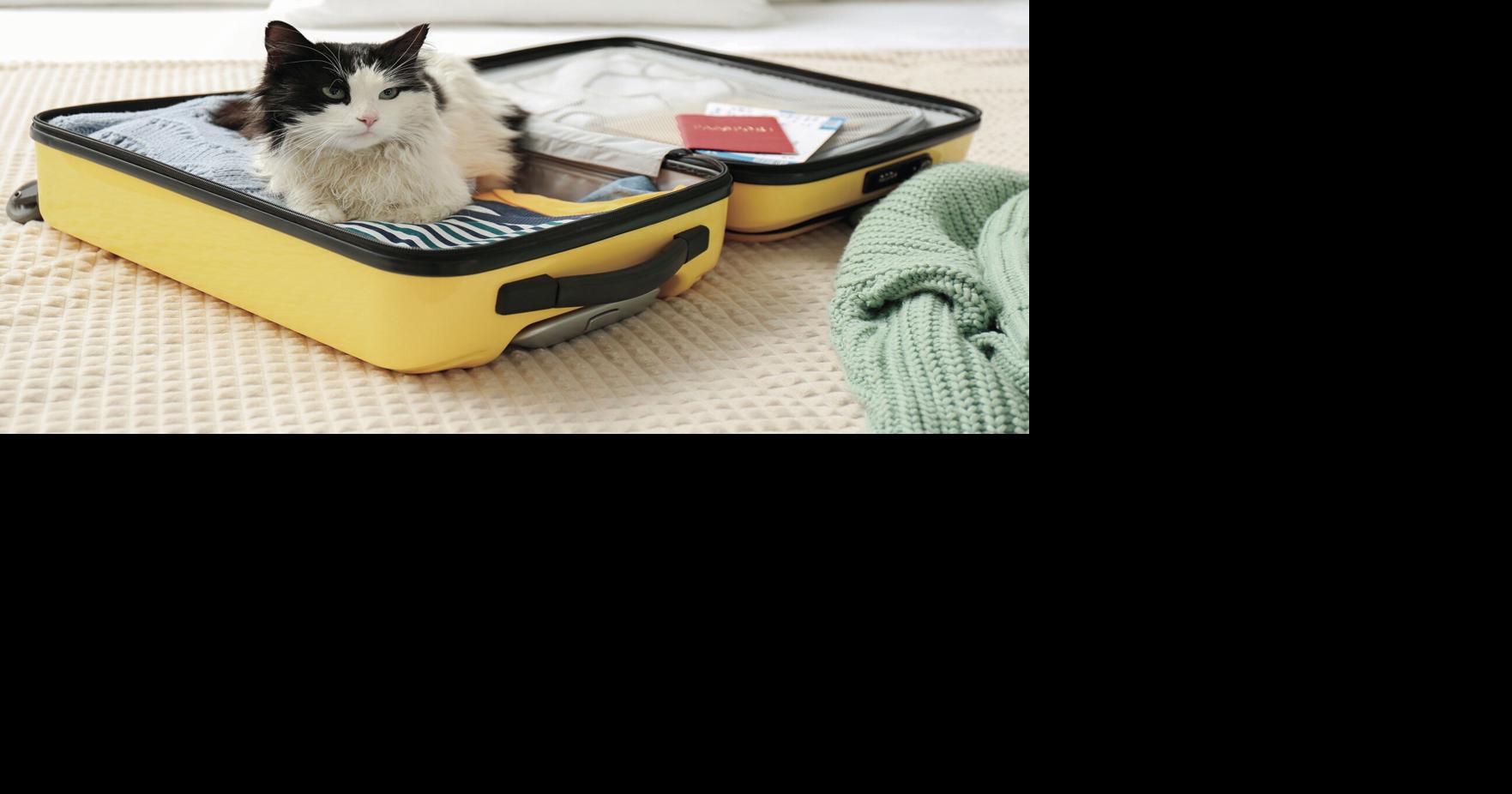 Pet-friendly travel tips for summer trips | Pets