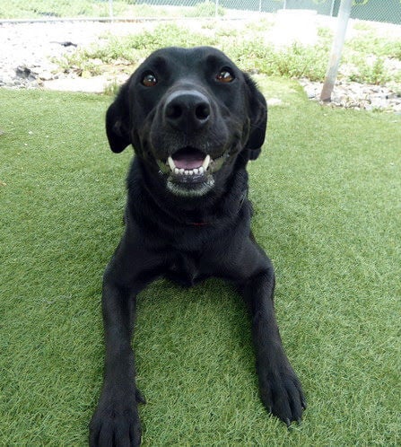 Black store lab smiling