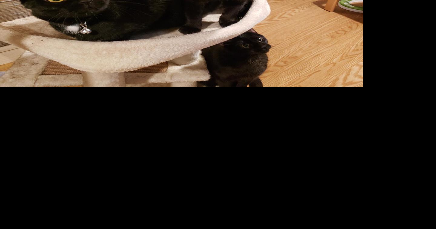 Adoptable Cats: Pets Bring Joy | Pets | fairfaxtimes.com