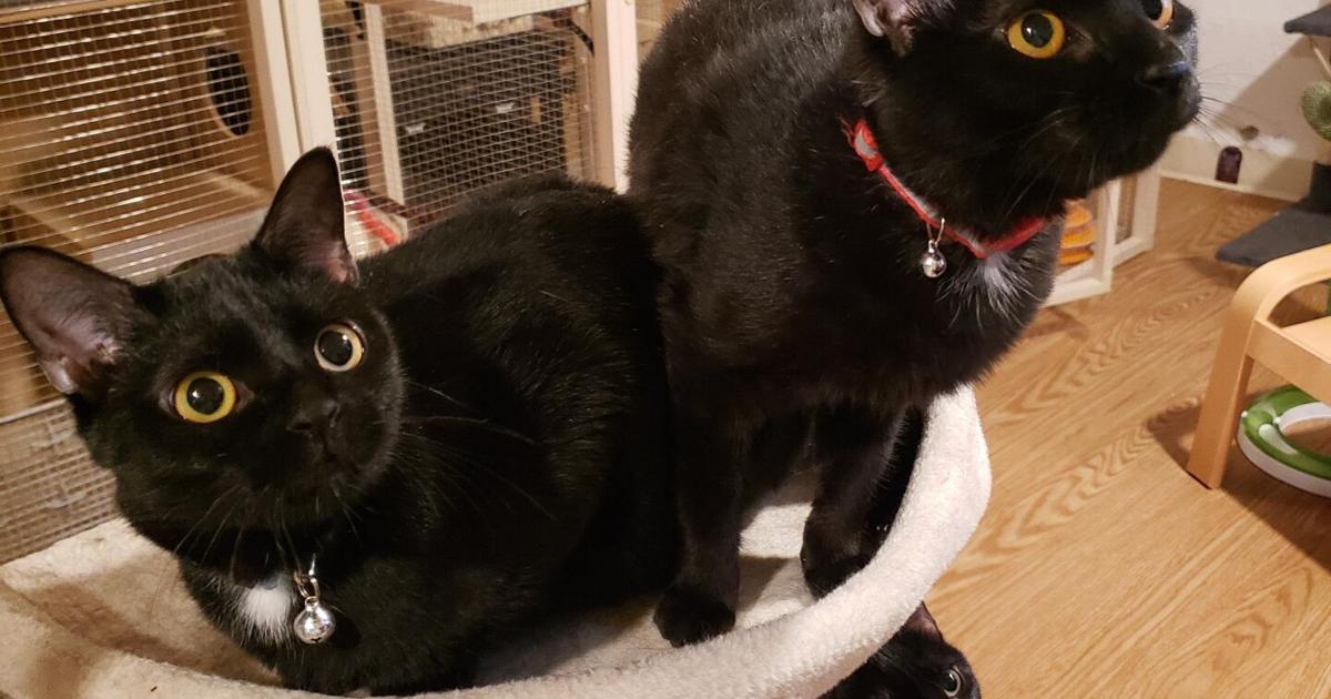 Cat Vip Adoptable Cats: Pets Bring Joy | Pets | fairfaxtimes.com