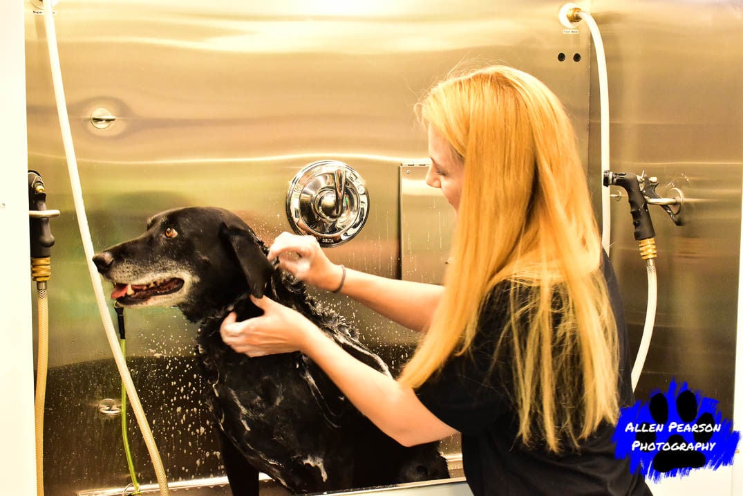 How to Prepare Your Puppy for the Groomer  Woofie's Pet Sitters, Dog  Walkers & Mobile Pet Spa
