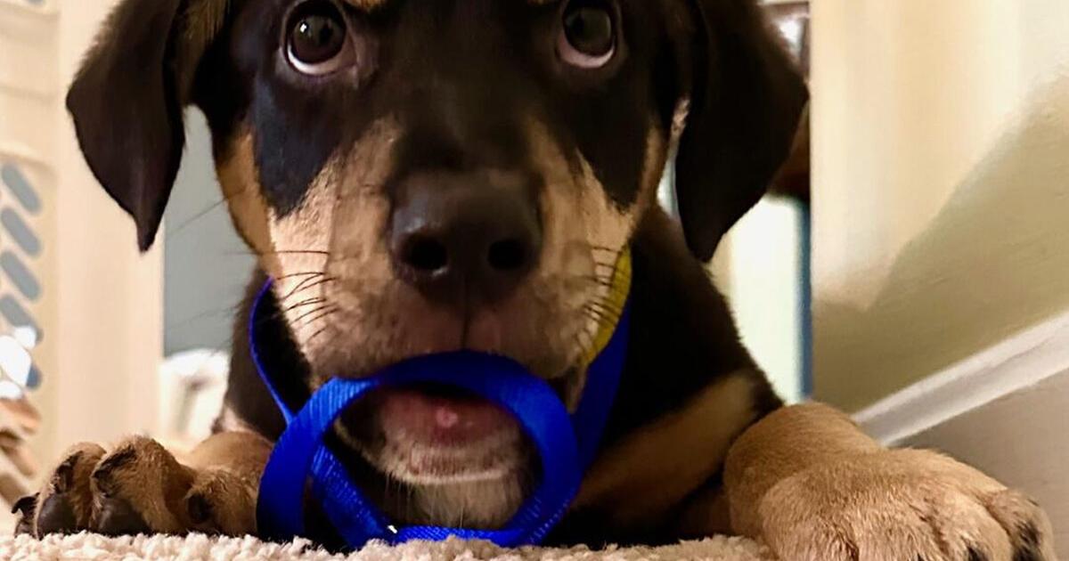 A Forever Home - Adorable Adoptables - Vimarsana News