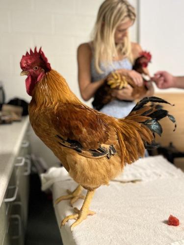 Adoptable Rooster Friar Cluck at our Last Class.jpg