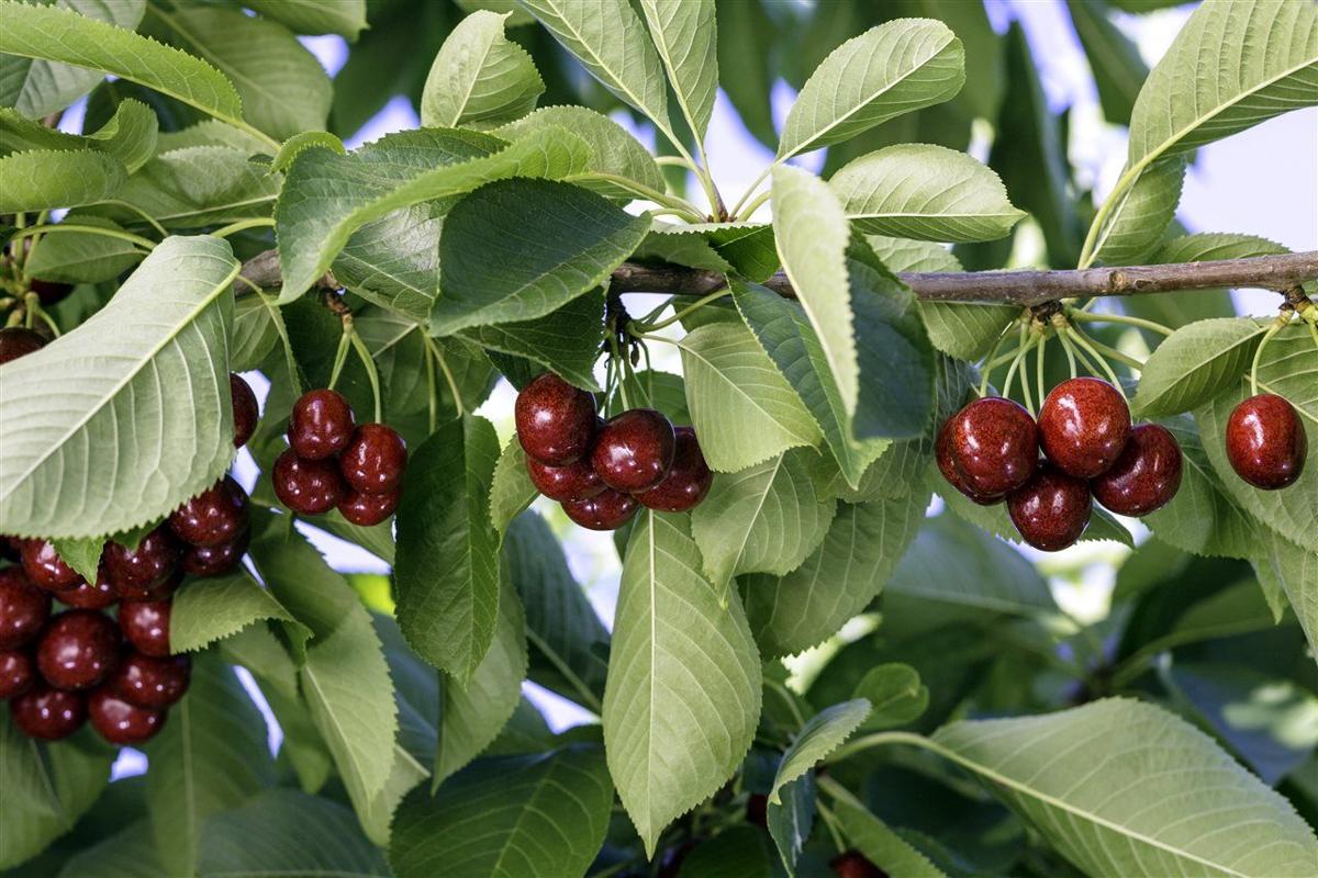 4 reasons you should choose sweet Northwest cherries ...