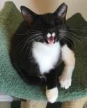 Gidget.jpg