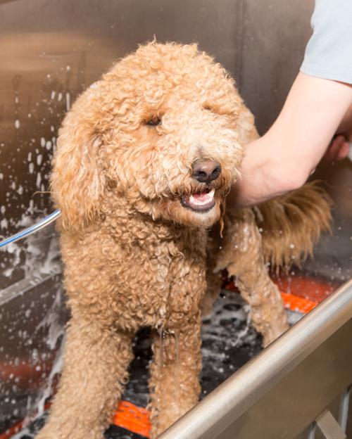 Healthy Hound Playground - Bathing Facility-70319.jpg